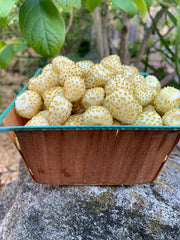 Load image into Gallery viewer, Strawberry, 'Alpine White'