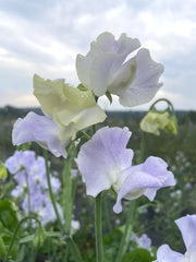 Load image into Gallery viewer, White and light purple flowers with green leaves against a blurred natural background