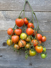 Load image into Gallery viewer, Bunch of red, green, and orange tomatoes hanging on a vine against a wooden background