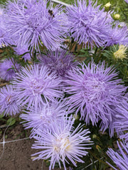 Load image into Gallery viewer, Aster, China, 'Hazaster Hagen Light Blue'