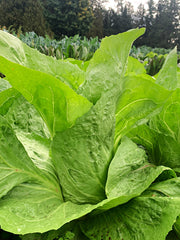 Load image into Gallery viewer, Green leafy sugarloaf chicory, growing outdoors in a field.