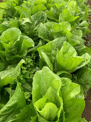Load image into Gallery viewer, Radicchio (Pan di Zucchero/Sugarloaf), 'Serena' – photo 2