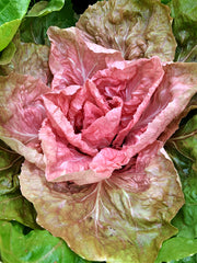 Load image into Gallery viewer, Close-up of a pink rosette of Radicchio (Rosa del Veneto) with fully matured leaves showing characteristic color and texture.