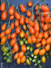 Load image into Gallery viewer, Cluster of small orange and green tomatoes on a dark background