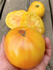 Load image into Gallery viewer, Tomato, 'Sandburg' – photo 2
