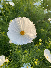 Load image into Gallery viewer, Cosmos, 'Cupcake White' – photo 2