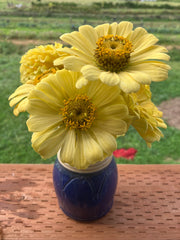 Load image into Gallery viewer, Zinnia, 'Isabellina' – photo 2