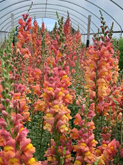 Load image into Gallery viewer, Field of Snapdragon 'Orange Wonder' flowers with a mix of orange, salmon, rose, and yellow petals.