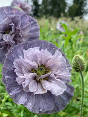Load image into Gallery viewer, Poppy, Shirley, 'Amazing Grey' – photo 3