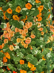 Load image into Gallery viewer, Nasturtium, 'Alaska' – photo 3