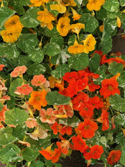 Load image into Gallery viewer, Nasturtium, 'Alaska' – photo 5