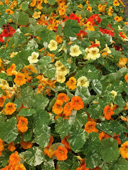 Load image into Gallery viewer, Nasturtium, 'Alaska'