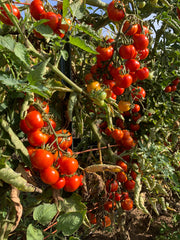 Load image into Gallery viewer, Tomato, 'Annarita' – photo 3