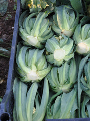 Load image into Gallery viewer, Cauliflower, 'Broccolo di Bassano (il Bonorivo)' – photo 3