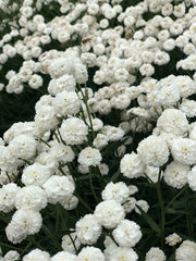 Load image into Gallery viewer, Pearl Yarrow, 'Double Diamond' – photo 3