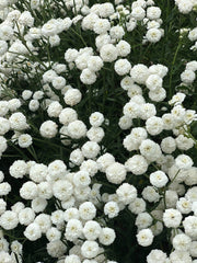 Load image into Gallery viewer, Pearl Yarrow, 'Double Diamond' – photo 2