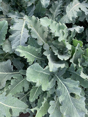 Load image into Gallery viewer, Broccoli, 'Broccolo Fiolaro di Creazzo' – photo 6