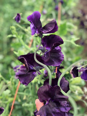 Load image into Gallery viewer, Sweet Pea, 'Just Jenny' – photo 2