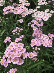 Load image into Gallery viewer, Siberian Yarrow, 'Love Parade'