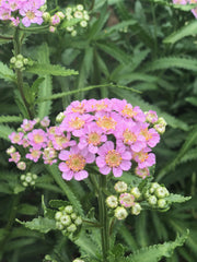 Load image into Gallery viewer, Siberian Yarrow, 'Love Parade' – photo 2