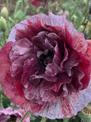 Load image into Gallery viewer, Poppy, Shirley, 'Pandora' – photo 3