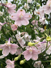 Load image into Gallery viewer, Delphinium, Chinese, 'Pink Butterfly'