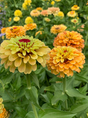 Load image into Gallery viewer, Zinnia, 'Queen Lemon Peach' – photo 2