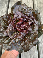 Load image into Gallery viewer, Lettuce, 'Queen of Hearts'