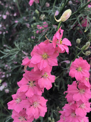 Load image into Gallery viewer, Larkspur, 'Salmon Beauty' – photo 3