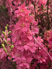 Load image into Gallery viewer, Larkspur, 'Salmon Beauty' – photo 2