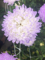 Load image into Gallery viewer, Aster, China, 'Tower Silver' – photo 2