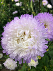 Load image into Gallery viewer, Aster, China, 'Tower Silver' – photo 5