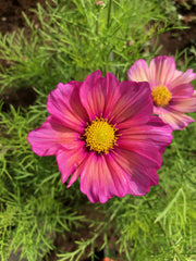 Load image into Gallery viewer, Cosmos, 'Xsenia' – photo 3