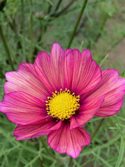 Load image into Gallery viewer, Cosmos, 'Xsenia' – photo 2