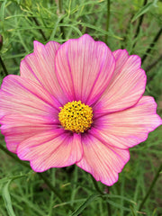 Load image into Gallery viewer, Cosmos, 'Xsenia'