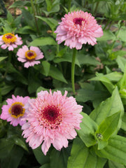 Load image into Gallery viewer, Zinnia, 'Zinderella Lilac' – photo 4