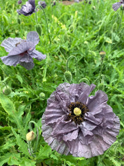 Load image into Gallery viewer, Poppy, Shirley, 'Amazing Grey' – photo 5