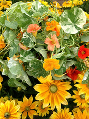 Load image into Gallery viewer, Nasturtium, 'Alaska' – photo 6