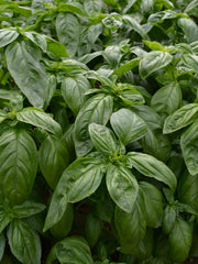 Load image into Gallery viewer, Basil, 'Italian Large Leaf' – photo 2