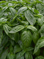 Load image into Gallery viewer, A lush green basil plant with large leaves.