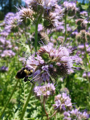 Load image into Gallery viewer, Phacelia, 'Bee's Friend' – photo 3