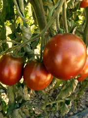 Load image into Gallery viewer, Tomato, 'Black Prince' – photo 2