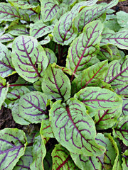 Load image into Gallery viewer, Blood Sorrel