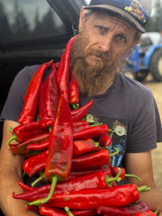 Load image into Gallery viewer, A person with a beard holding a bunch of bright red, long sweet peppers.