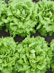 Load image into Gallery viewer, Lettuce, 'La Brillante' – photo 2