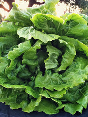 Load image into Gallery viewer, Lettuce, 'La Brillante' – photo 3