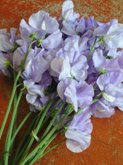 Load image into Gallery viewer, Sweet Pea, 'Bristol' – photo 2