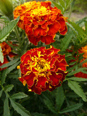Load image into Gallery viewer, Marigold, 'French Brocade' – photo 3