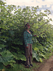 Load image into Gallery viewer, Burdock, 'Takinogawa' – photo 2