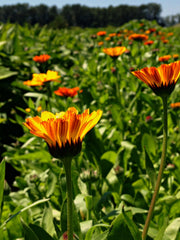 Load image into Gallery viewer, Calendula Mix – photo 2